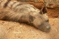 Hyena resting in a cage in a zoo park. Proteles cristata lies on the sand and stares around. Closeup of an Aardwolf foraging in