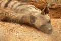 Hyena resting in a cage in a zoo park. Proteles cristata lies on the sand and stares around. Closeup of an Aardwolf foraging in