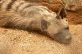 Hyena resting in a cage in a zoo park. Proteles cristata lies on the sand and stares around. Closeup of an Aardwolf foraging in