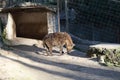 Hyena resting enclosure Royalty Free Stock Photo