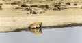 Hyena resting his head on his paws