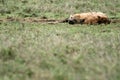 Hyena - Serengeti, Africa Royalty Free Stock Photo