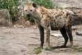 Hyena - Serengeti, Africa Royalty Free Stock Photo