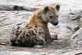 Hyena - Serengeti, Africa Royalty Free Stock Photo