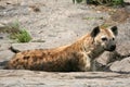 Hyena - Serengeti, Africa Royalty Free Stock Photo