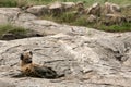 Hyena - Serengeti, Africa Royalty Free Stock Photo