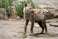 Hyena - Serengeti, Africa Royalty Free Stock Photo