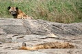 Hyena - Serengeti, Africa Royalty Free Stock Photo
