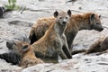 Hyena - Serengeti, Africa Royalty Free Stock Photo