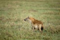 Hyena at the Serengeti National Park Royalty Free Stock Photo