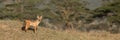 Hyena at the Serengeti National Park Royalty Free Stock Photo