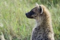 Hyena in Serengeti National Park Royalty Free Stock Photo