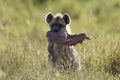 Hyena in Serengeti National Park Royalty Free Stock Photo