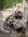 Hyena in serengeti national park tanzania africa Royalty Free Stock Photo