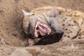 Hyena showing teeth Royalty Free Stock Photo