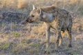 hyena on shrubland grass, Kruger park, South Africa