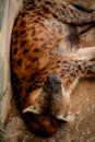 Hyena sleeping in the afternoon Royalty Free Stock Photo