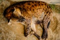 Hyena sleeping in the afternoon Royalty Free Stock Photo