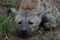 Hyena sleeping after a big meal Royalty Free Stock Photo