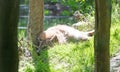 Hyena sleeping,  lying in the forest Royalty Free Stock Photo