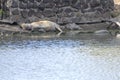 hyena sleeping on pond shore, Kruger park, South Africa