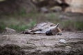 Hyena sleeping on a rock Royalty Free Stock Photo