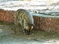 Hyena Sniffing in Zoo, India. Royalty Free Stock Photo