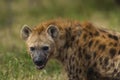 Hyena South Africa