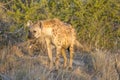 hyena standing on grass, Kruger park, South Africa