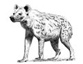 Hyena standing hand drawn sketch illustration