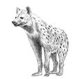 Hyena standing sketch abstract hand drawn engraving style