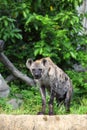 Hyena are stare at us with forest background