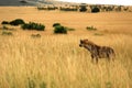 Hyena staring into the distance