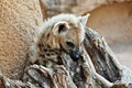 Hyena in a tree Royalty Free Stock Photo