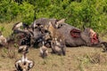 Hyena and vultures at a carcass