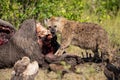 Hyena and vultures at a carcass