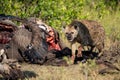 Hyena and vultures at a carcass