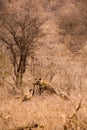 Hyena and Vultures with Prey in Savannah, Kruger Park, South Africa