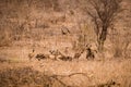 Hyena and Vultures with Prey in Savannah, Kruger Park, South Africa