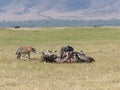Hyena and vultures in the Serengeti