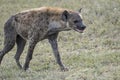 hyena on grass, Kruger park, South Africa