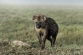 Hyena walking in Serengeti National Park Royalty Free Stock Photo