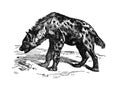Hyena at white background / Antique engraved illustration from from La Rousse XX Sciele