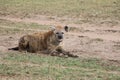 Hyena in the wild maasai mara