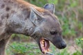 Hyena in the wild Royalty Free Stock Photo