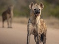 Hyena (Hyaenidae) in the Kruger national park on the blurred background Royalty Free Stock Photo
