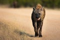 Hyena (Hyaenidae) walking in the Kruger national park on the blurred background Royalty Free Stock Photo