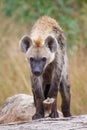 Hyena youngter