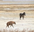 Hyena and Zebra