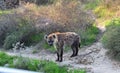 a hyena at the zoo